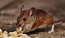 24 Hour & Emergency Exterminators in Ware Shoals, SC